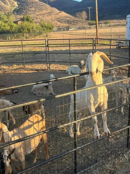 Peaceful & Cozy 3 Bedroom Ranch-Home W/Fireplace Hemet Exteriör bild
